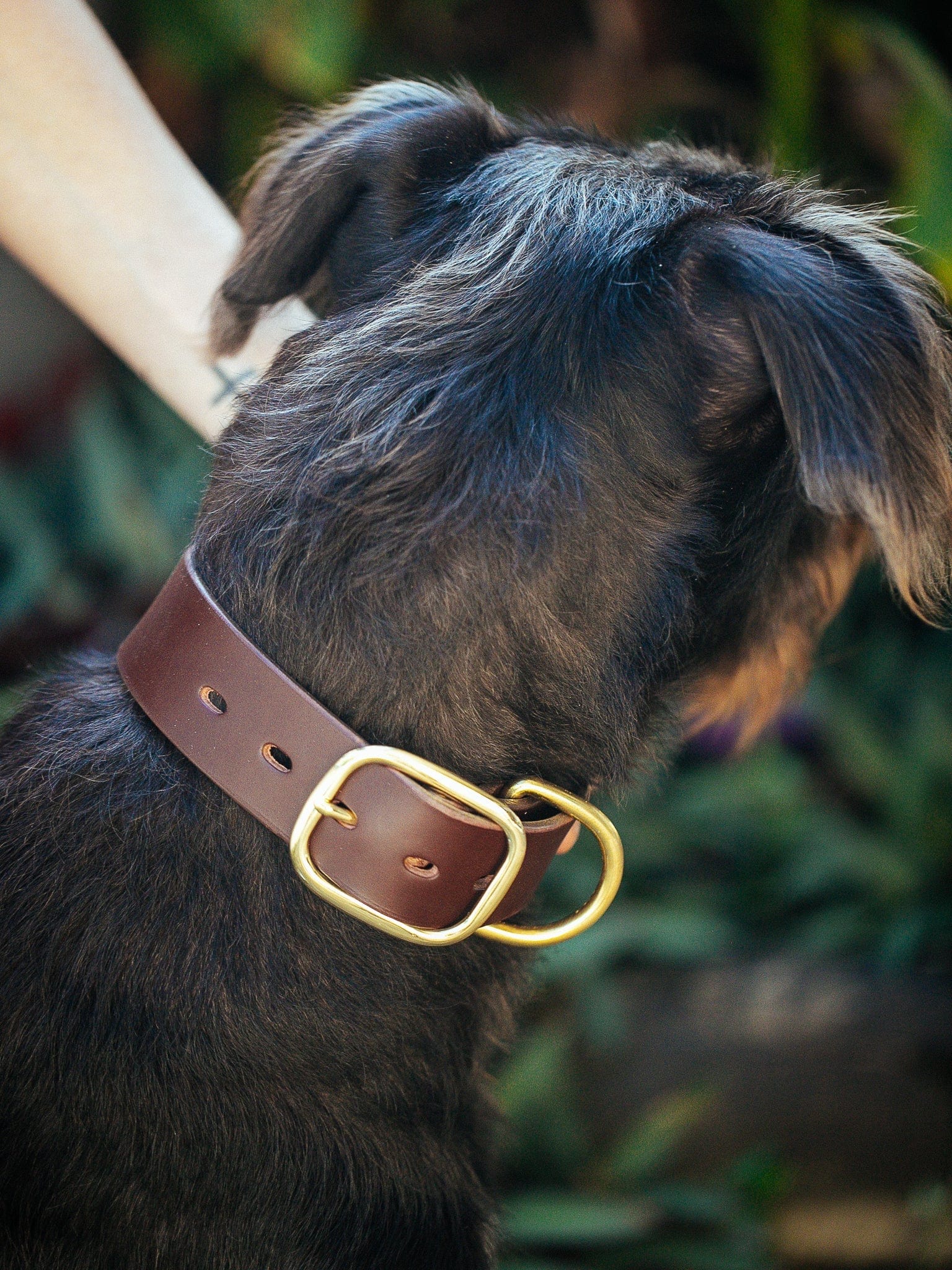 Leather Dog Collar with Brass Fittings Australian Made The Real McCaul Leathergoods