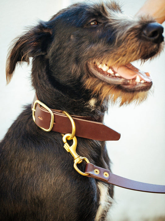 The Real McCaul Leathergoods Pet Collars & Harnesses Dog Collar & Leash Set - 38mm Wide - Cognac Australian Made Australian Owned Leather Dog Collar and Lead with Brass Fittings- Australian Made