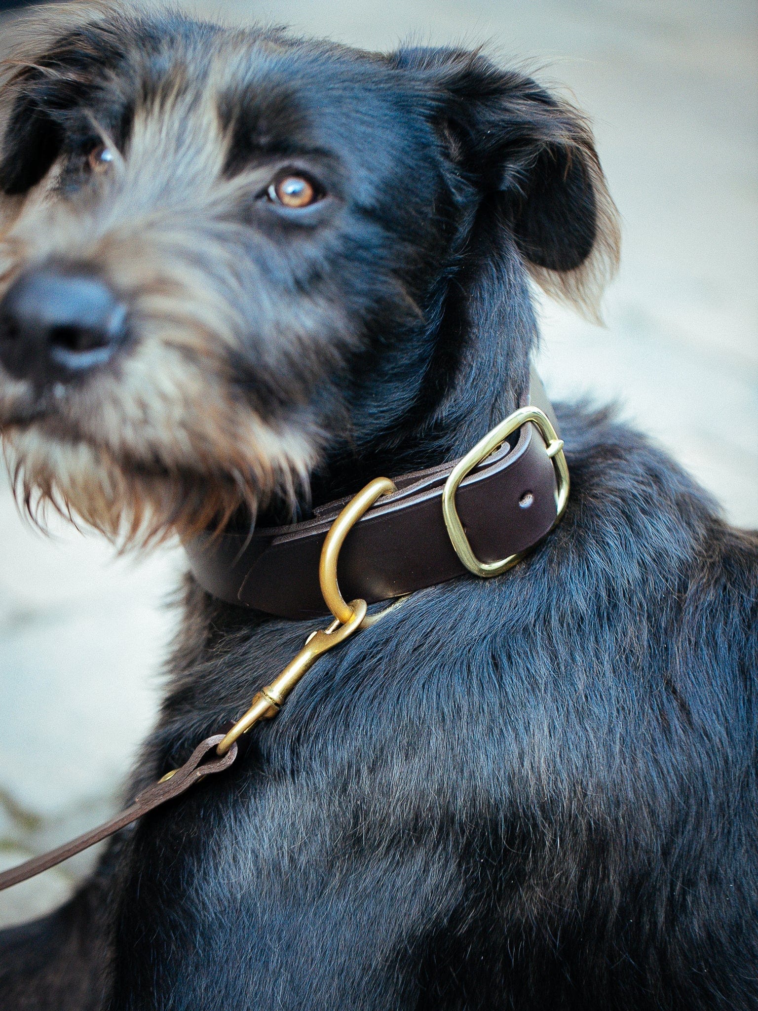 Best collar outlet for irish wolfhound